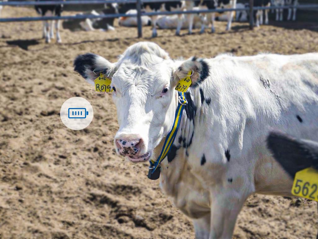 Smart Cow Collar for Heat Detection and Health Monitoring Sveaverken